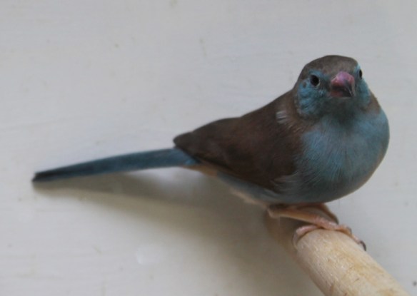 Cordon blu (femmina)