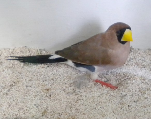 Diamante mascherato (femmina)