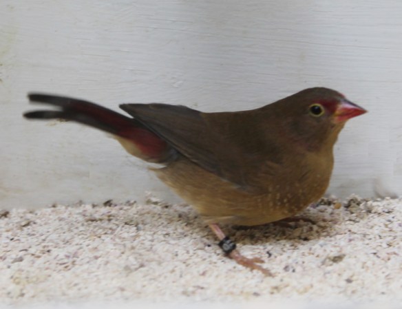 Amaranto del Senegal (femmina)