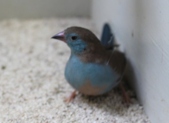 Cordon blu (femmina)