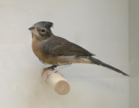 Fringuello coronato (femmina)