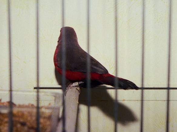 Amaranto becco blu (maschio)