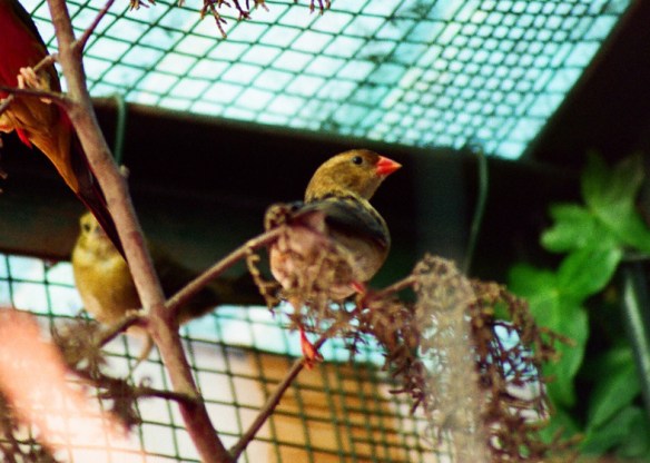 Vedova Regia (femmina)