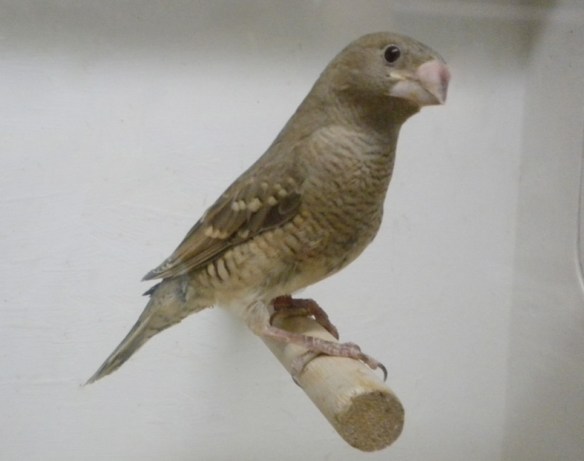 Amadina testa rossa (femmina)