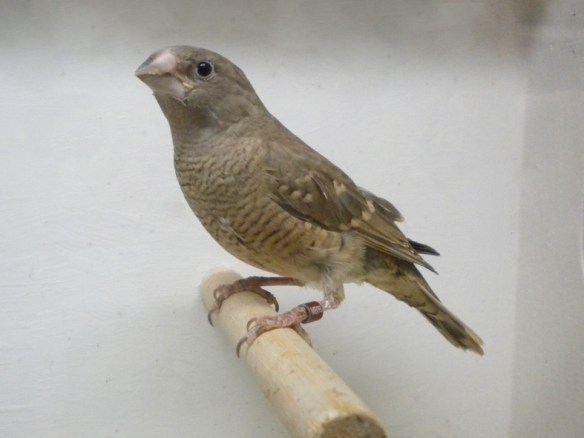 Amadina testa rossa (femmina)