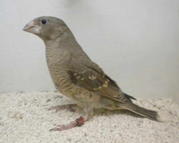 Amadina testa rossa (femmina)