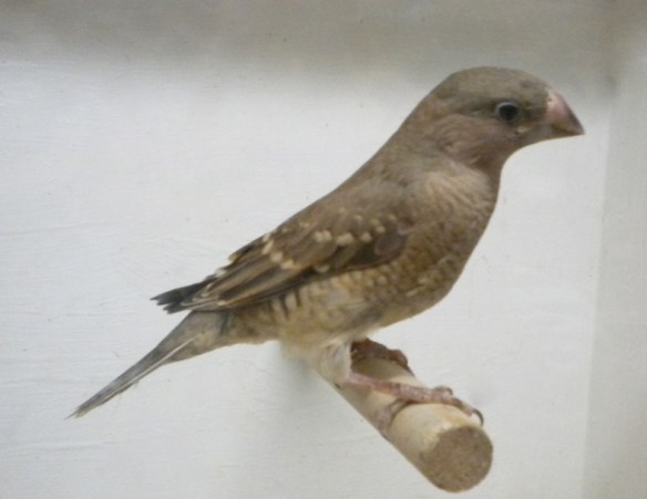 Amadina testa rossa (femmina)