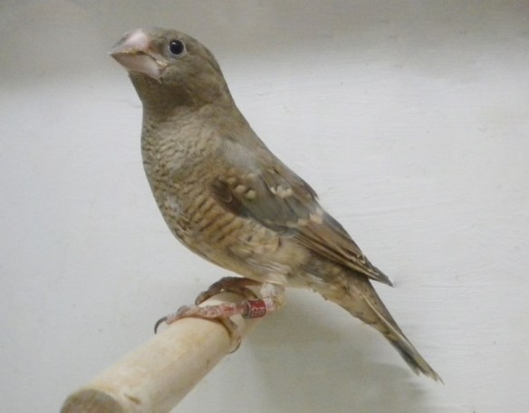 Amadina testa rossa (femmina)