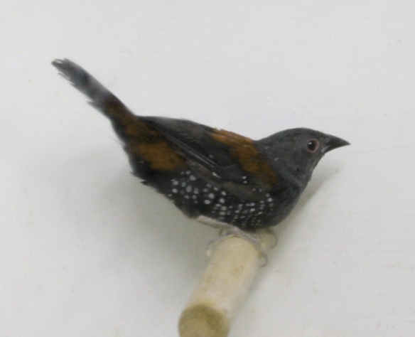 Astrilde di Dibowskii giallo (maschio)