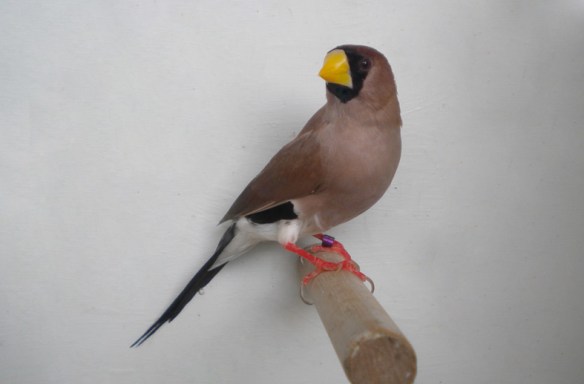 Diamante mascherato (maschio)