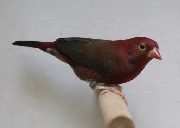 Amaranto del Senegal (maschio)