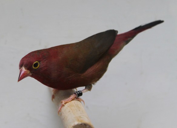 Amaranto del Senegal (maschio)