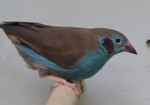 Cordon blu (maschio)