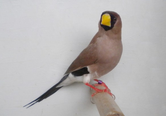 Diamante mascherato (maschio)