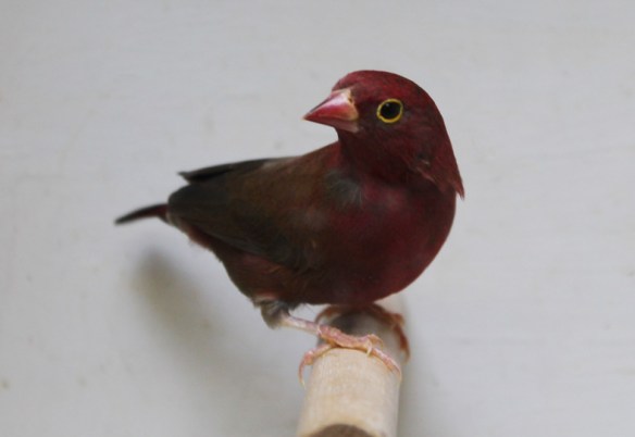 Amaranto del Senegal (maschio)