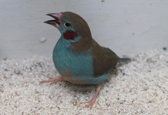 Cordon blu (maschio)