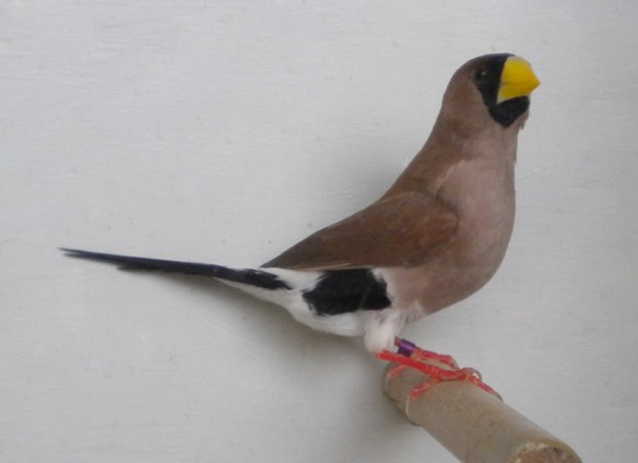 Diamante mascherato (maschio)