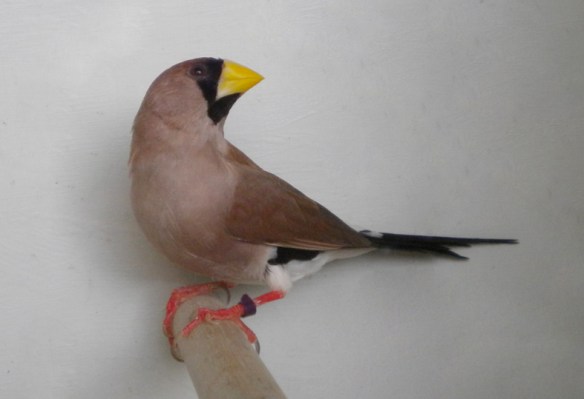 Diamante mascherato (maschio)