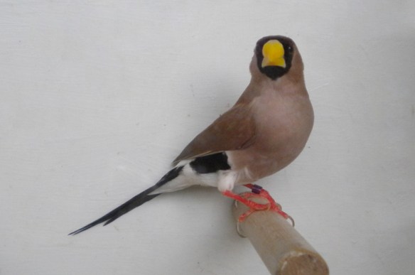 Diamante mascherato (maschio)