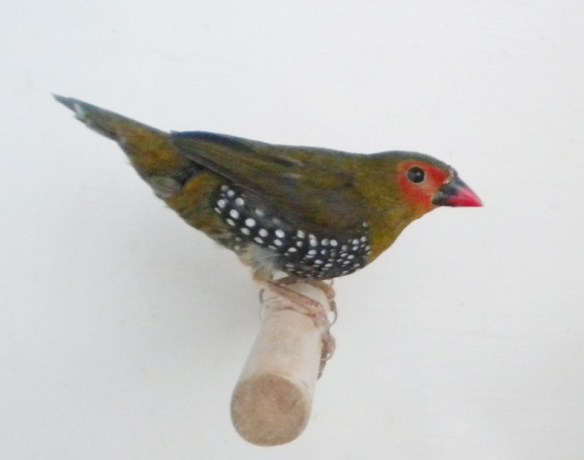 Amaranto dorso verde (maschio)