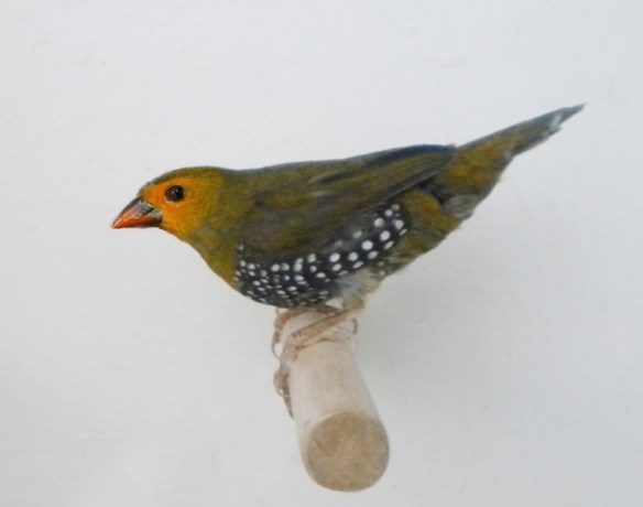 Amaranto dorso verde (femmina)