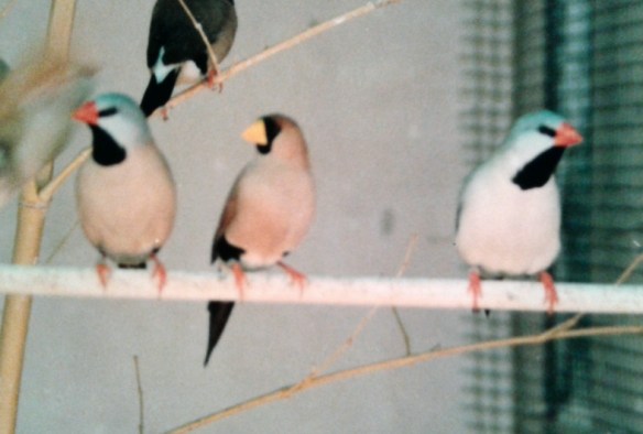 Diamante mascherato in voliera