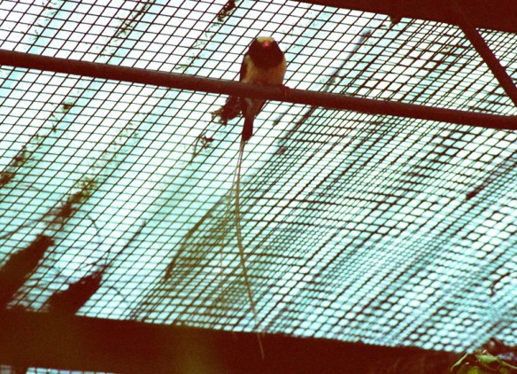 Vedova Regia (maschio)