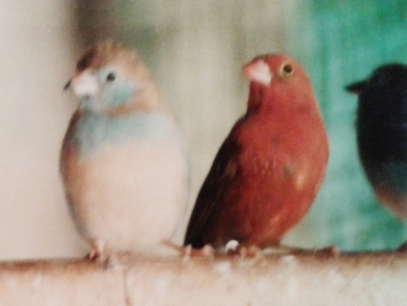 Amaranto del Senegal maschio insieme ad una femmina di Cordon blu