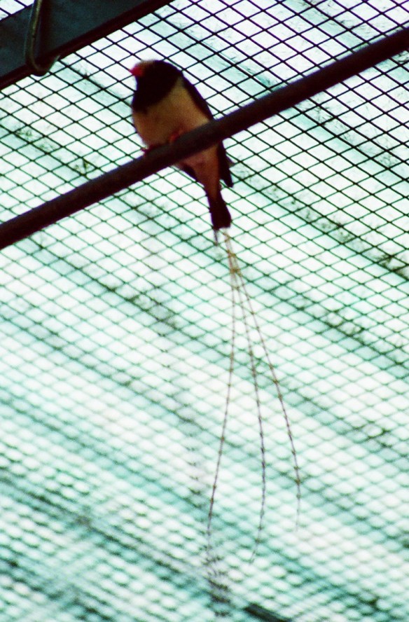 Vedova Regia (maschio)