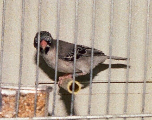 Diamante africano minore