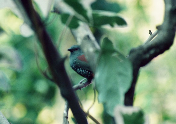 Astrilde di Dibowskii in voliera (maschio)
