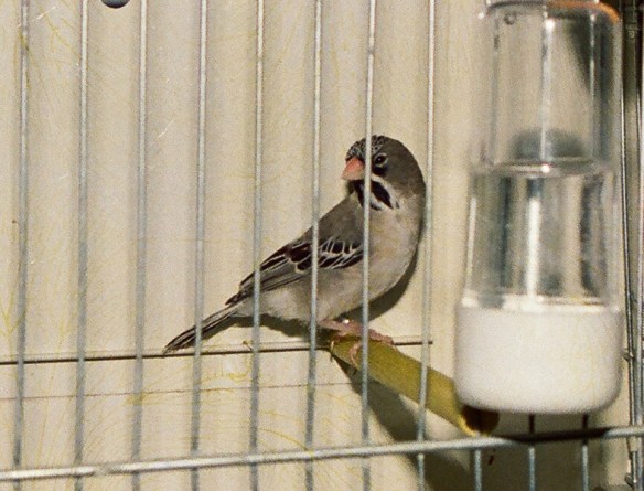 Diamante africano minore