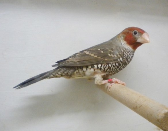 Amadina testa rossa (maschio)