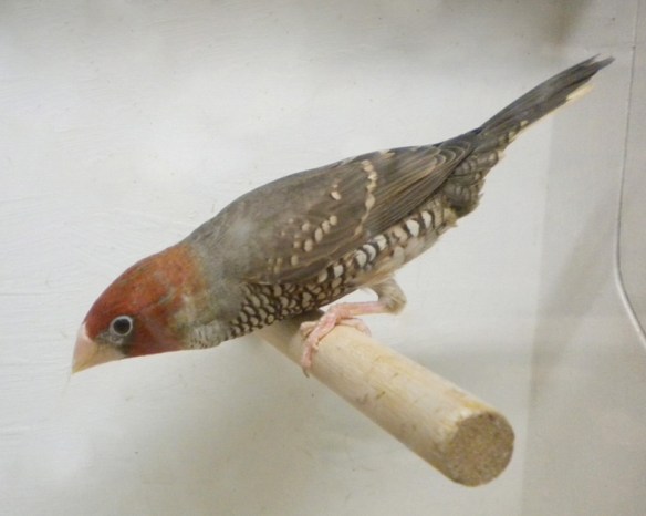 Amadina testa rossa (maschio)