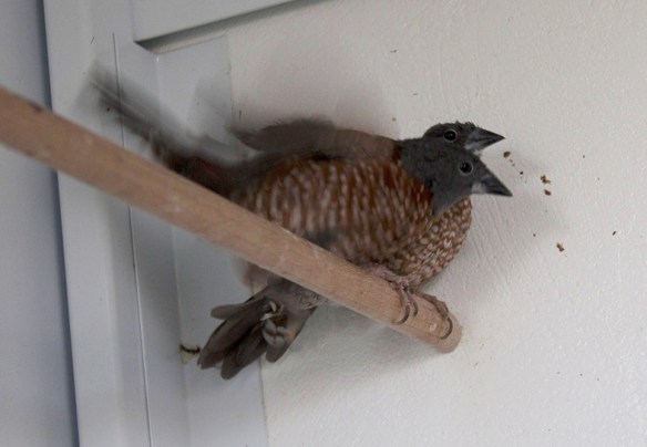 Amaranto di Monteiro (coppia)