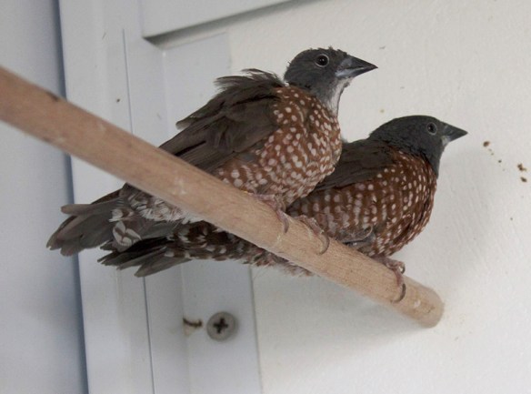 Amaranto di Monteiro (coppia)