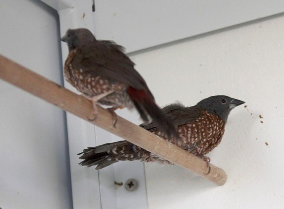 Amaranto di Monteiro (coppia)