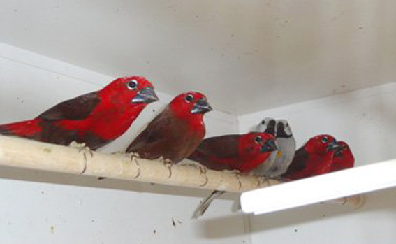 Astrilde guancia bianca (coppia)