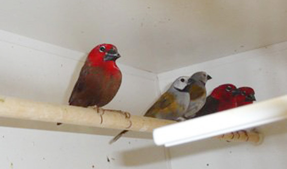 Astrilde guancia bianca (coppia)