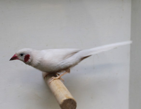 Cordon blu opale (maschio)