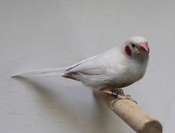 Cordon blu opale (maschio)