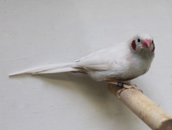 Cordon blu opale (maschio)