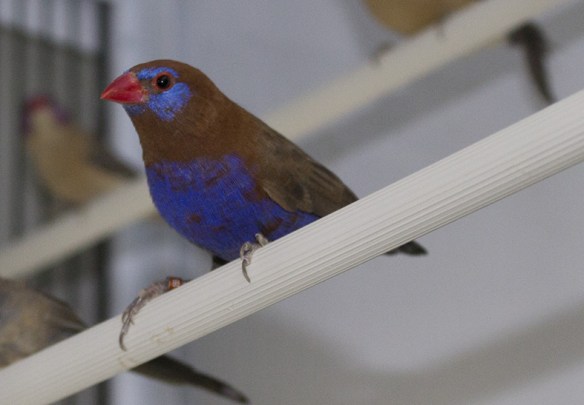 Granatino purpureo (maschio)