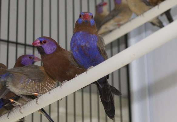 Granatino e granatino purpureo a confronto (maschi)