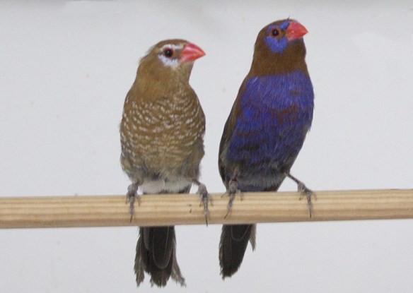 Granatino purpureo (coppia)