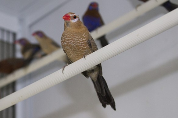 Granatino purpureo (femmina)