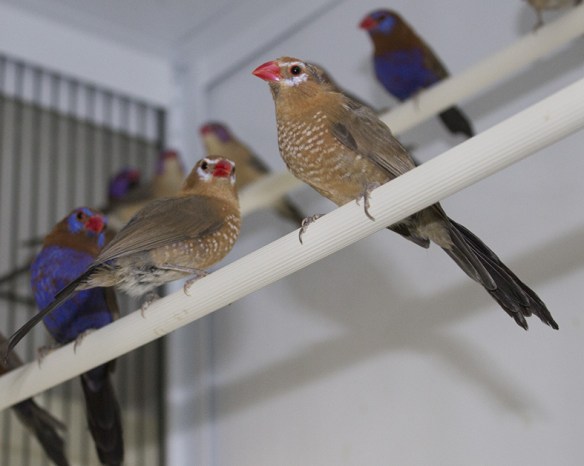 Granatino purpureo (femmine)