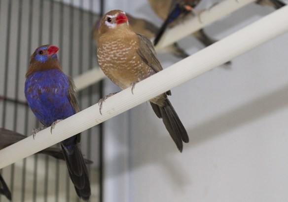 Granatino purpureo (coppia)