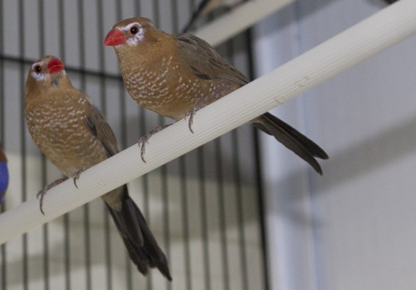 Granatino purpureo (femmine)