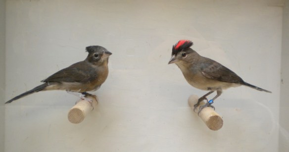 Fringuello coronato (coppia)